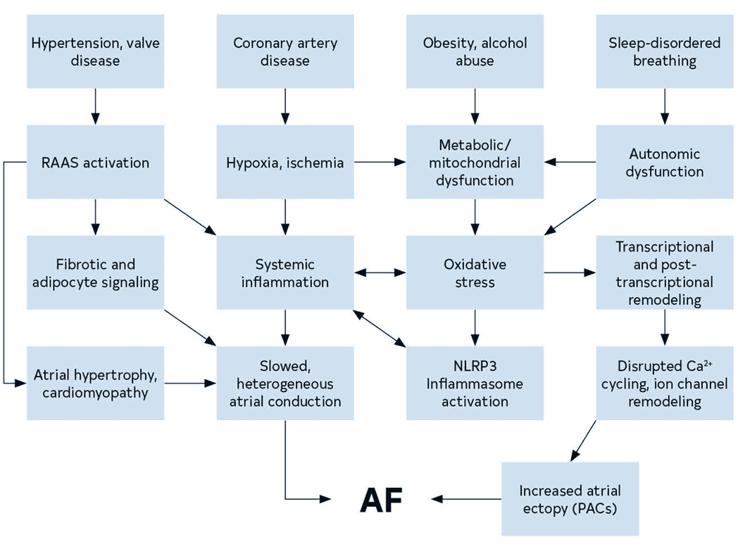 2023 ACC/AHA AF — Figure 7 Mechanisms and Pathways Leading to AF