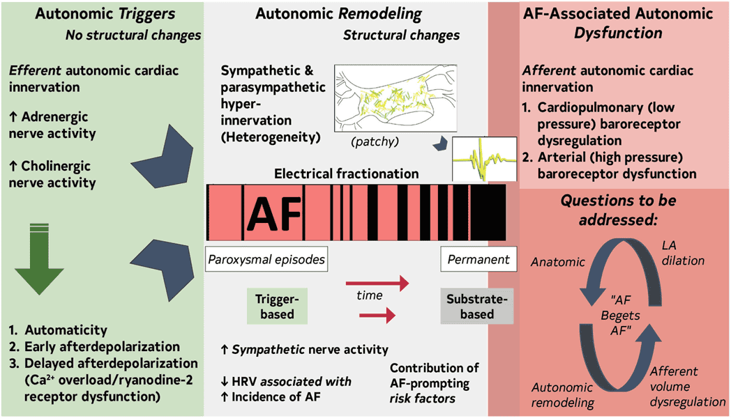 2023 ACC/AHA AF — Figure 8 Role of the Autonomic Nervous System in AF