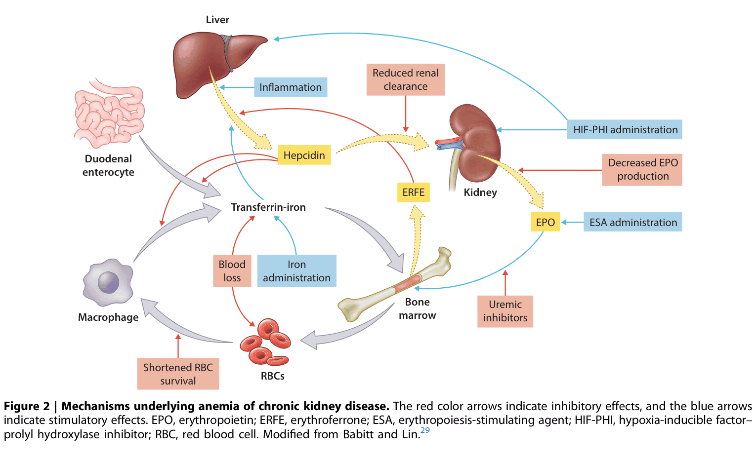 KDIGO anemia — Figure 2 CKD 貧血機轉