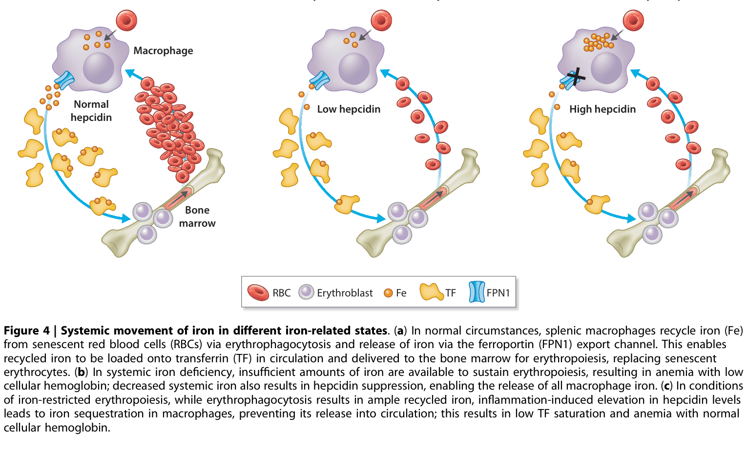 KDIGO anemia — Figure 4 鐵的系統性流動
