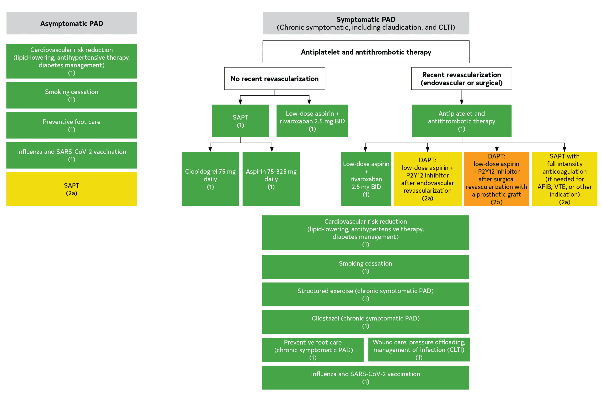 ACC/AHA lepad2024 — Figure 4