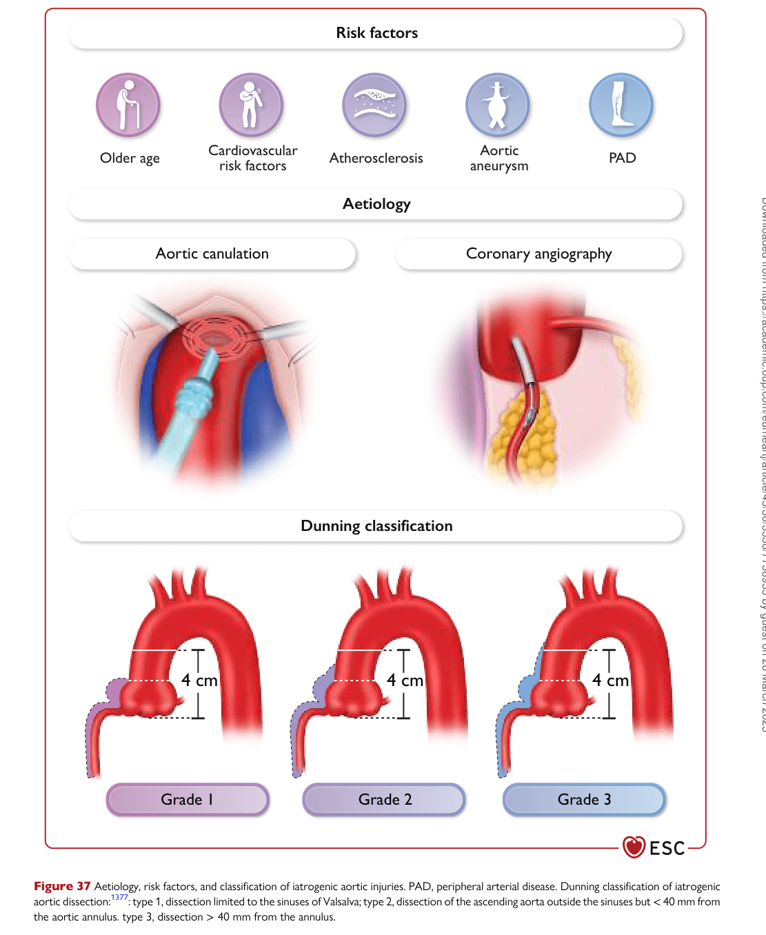 ESC 2024 PAAD — Figure 37