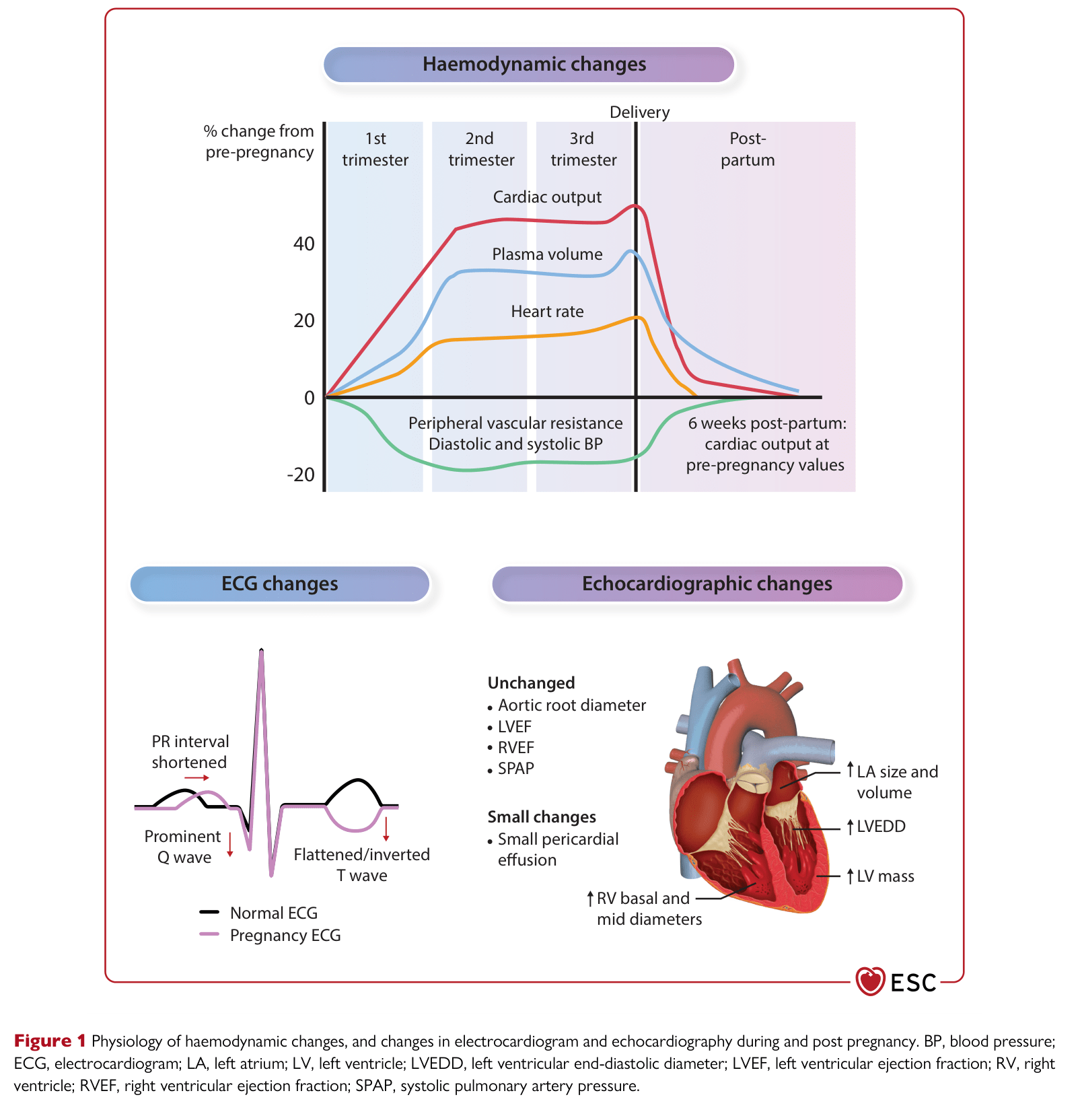 ESC 2025 Pregnancy — Figure 1 Haemodynamic and ECG/echo changes