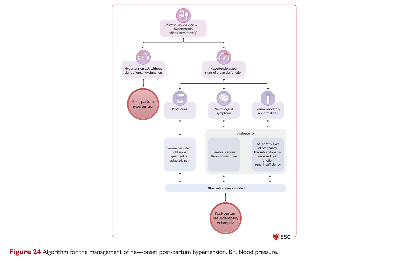 ESC 2025 Pregnancy — Figure 24 New-onset post-partum hypertension algorithm