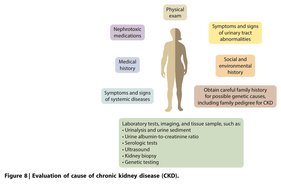 KDIGO ckd2024 — Figure 8