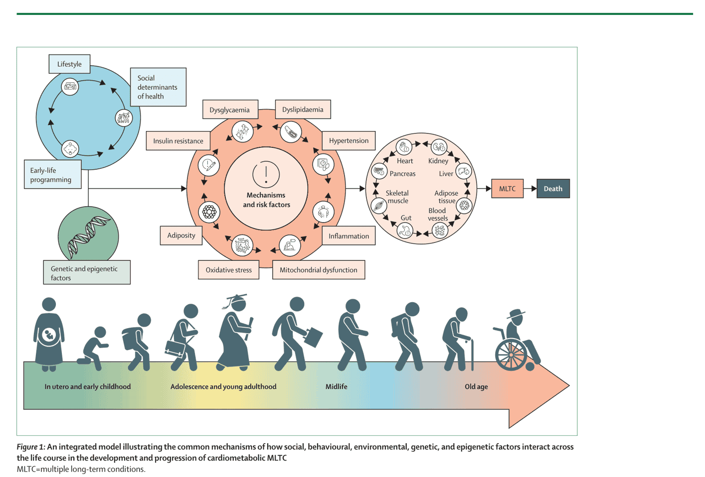 Figure 1 — Integrated model of common mechanisms