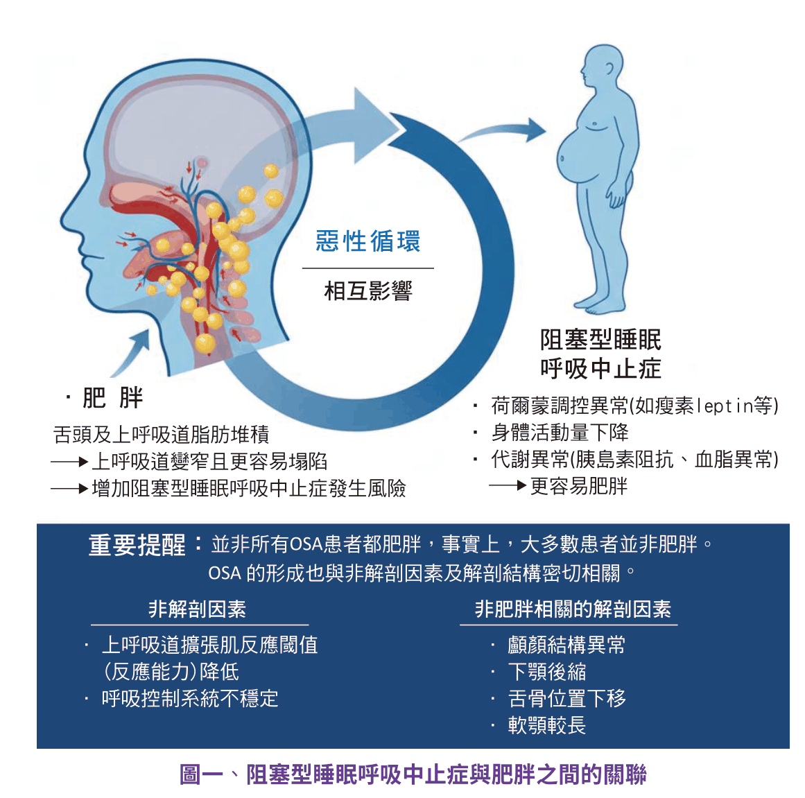原文圖：阻塞型睡眠呼吸中止症與肥胖之間的關聯
